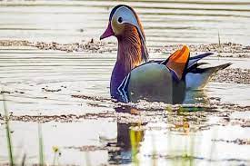 See more ideas about mandarin duck, duck, mandarins. Mandarin Duck Spotted In Upper Assam All You Need To Know About Most Beautiful Duck In The World The Financial Express