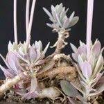 Image result for Kleinia grantii