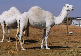 Camels aren't picky about what they eat. Dromedar Albin Hledat Googlem Kamele Kamel Tiere