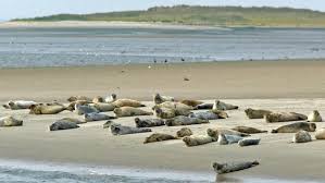 Doch ganz besonders wird das wattenmeer durch die wattvögel, gänse, enten, möwen und seeschwalben geprägt: Tiere Und Pflanzen An Nord Und Ostsee Ndr De Ratgeber Reise