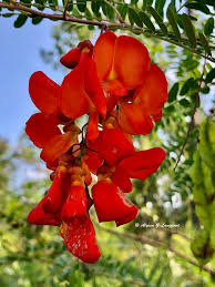 Image result for Sesbania sericea