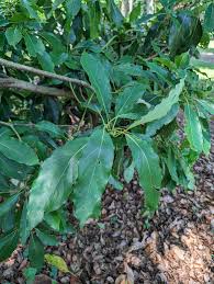 Image result for Fadogia variifolia