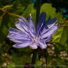 Image result for Cichorium