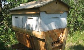 Warre bee hive plan based on the work of abbé émile warré's bee hive design, this metric version of the people's hive has been kindly compiled by dr david heaf, author of 'the bee friendly beekeeper' (see link below). Experiences With A Top Bar Hive Bee Culture