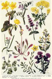 Vintage Botanical Illustration Art 1920 S Flowers Of The Etsy Floral Illustration Art Botanical Illustration Vintage Floral Illustrations