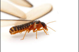 Pest control is the regulation or management of a species defined as a pest, a member of the animal kingdom that impacts adversely on human activities.the human response depends on the importance of the damage done and will range from tolerance, through deterrence and management, to attempts to completely eradicate the pest. Central Coast Termite Pest Control Nipomo Ca Santabarbarayp
