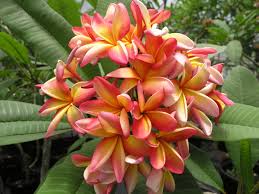 However, the plumeria plant could be a small propagation as well. Plumeria Helpful Hints The Exotic Plumeria Buy Plumeria Direct