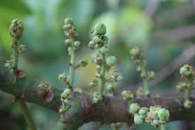 Image result for Macaranga mellifera