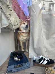 Just met Hendrix the Bernedoodle. He is a 15 week old ball of fluff who  loves to play fetch, eat socks, and receive belly rubs all day. His  instagram is @hendrixthebernedoodle!