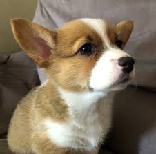 Our other breeds of dogs in our kennel are: Pembroke Welsh Corgi Puppies For Sale Near Me Cheap