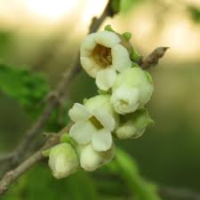 Image result for Diospyros mweroensis