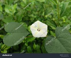 Image result for Ipomoea obscura