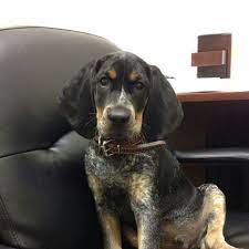 We did not find results for: 41 Blueticks Ideas In 2021 Bluetick Coonhound Coonhound Dogs
