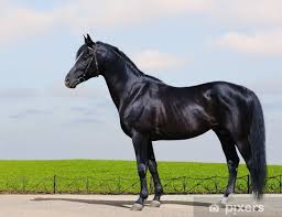 Trakehner Black Stallion Horse Form Wall Mural Pixers We Live To Change