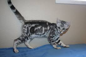 Black And Grey Tabby Kittens Lequoiasvcolors Tabby Kitten Tabby Cat Tabby