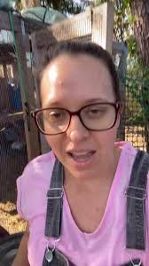 Crows Protecting Chickens