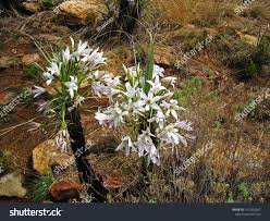 Image result for Xerophyta retinervis