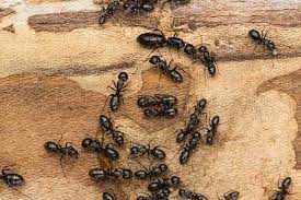 Carpenter ants carpenter ants are the most common wood destroying insect that we have here in the vancouver and portland are. Blog Why Call Modern Pest Control For Ants In Pearland