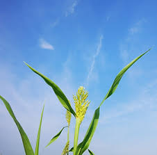 Image result for Anthephora pubescens