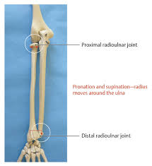 Dislocation of the distal radioulnar joint (druj) is an extremely rare injury, particularly when it occurs without associated fractures of the distal radius and ulna. Anatomy And Functional Anatomy Of The Hand Plastic Surgery Key
