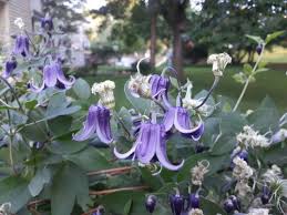 Maybe you would like to learn more about one of these? Add Clematis Vines To Your Garden For Beautiful Colorful Blooms The Gazette