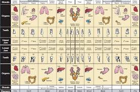 50 Methodical Teeth Chart To Organs