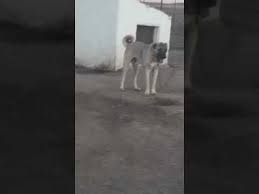 Satilik Safkan Sivas Kangal Yavrulari Ve Diger Kopek Irklari 0554 745 5253 Kopek Kopek Egitimi