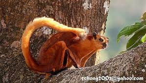 Red Giant Flying Squirrel Flying Squirrel Squirrel Squirrel Pictures