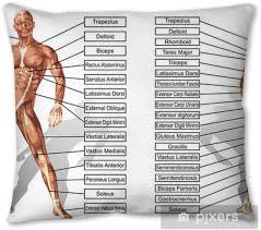 See more illustrations of human muscles in my portfolio stock photo 7628027 from. Vector 3d Man Muscle Anatomy With Text Isolated Throw Pillow Pixers We Live To Change