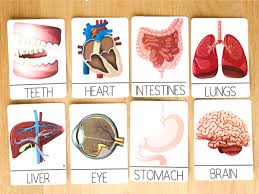 Teach children how to describe the functions of internal body organs, using this online english lesson. Human Body Worksheets For Kindergarten Up