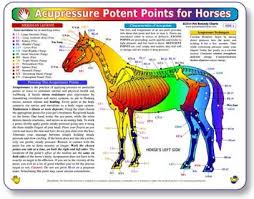 Amazon Com Kemah Acupressure Potent Points For Horses A