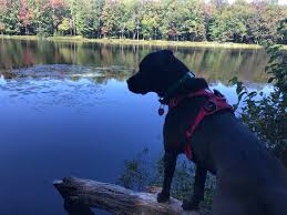 You'll find information on all of the dog friendly campgrounds and rv resorts that allow pets here. Campers Love These 6 Dog Friendly Campgrounds In New York
