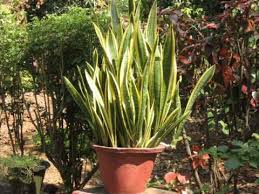 Rumah minimalis indoor garden rubbed off expresso color for kitchen cabinets rta unfinished maple kitchen cabinets ruby maple colonial kitchen cabinet rta wood kitchen. Our Home Garden Trichur Kerala India Youtube