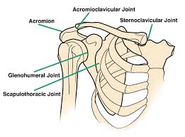 Jun 18, 2018 · shoulder injuries. A Schematic Anatomy Of Shoulder Complex B The Compensatory Download Scientific Diagram