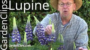 Image result for Lupinus