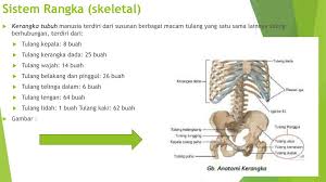 Pernahkah kalian melihat rangka manusia di laboratorium? Anatomi Fisiologi Tubuh Manusia Ppt Download