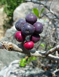 Image result for Embelia