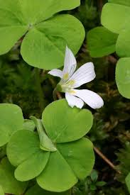 Image result for Oxalis anthelmintica