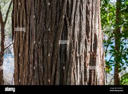 Image result for Syncarpia glomulifera