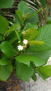 Image result for Guettarda