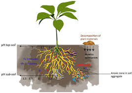 É licenciado em história (1977) e doutorado em história moderna e contemporânea (1992). Frontiers Diversifying Anaerobic Respiration Strategies To Compete In The Rhizosphere Environmental Science
