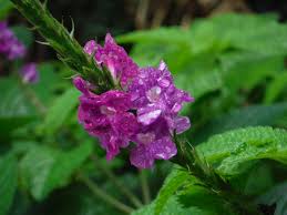 Image result for Stachytarpheta