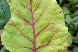 Check spelling or type a new query. Identify Prevent And Treat Common Beet Diseases Gardener S Path