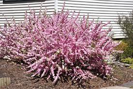 From simple to intricate textures, we have it here. Double Flowering Plum Prunus Triloba Multiplex In Burlington Waterdown Dundas Ontario Ontario On At Connon Nurseries