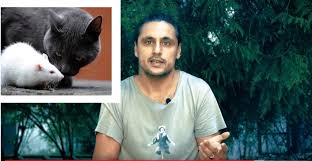 Kedi Tuyu Zararli Mi Tuy Kist Yapar Mi Toksoplazma Gercegi Nedret Erol Yesil Bilim