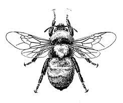 Bee Image And Dictionary Definition Bee Images Bee Art Bee