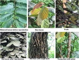 Image result for Bridelia atroviridis