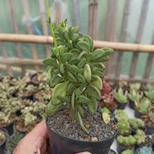 Pada musim sejuk, ia dalam hibernasi dan saya melihat beberapa gambar dengan terarium yang dihiasi dengan kerikil. Cactus Succulent Online Store Indonesia Toko Kaktus Sukulen Online Indonesia