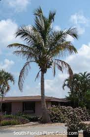 Coconut Palm Bliss garden design this is an example of a contemporary landscaping in seattle. coconut palm