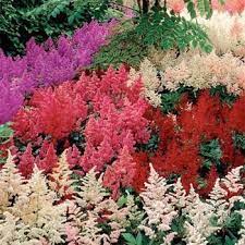 Astilbe Seeds Astilbe Arendsii Bunter Flower Seed Shade Perennials Flower Landscape Astilbe